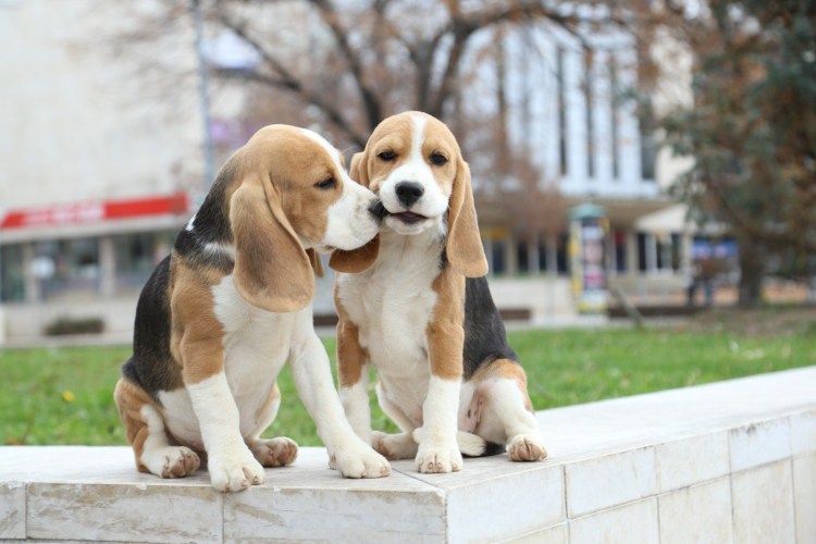 Щенки бигля Смоленск