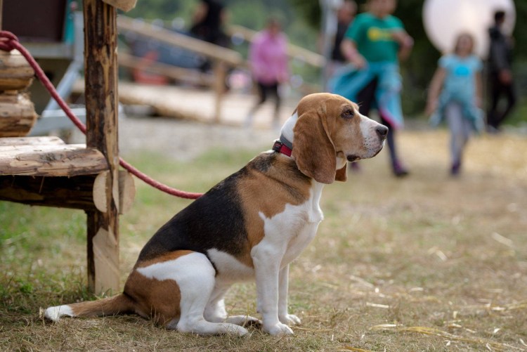 Шотландский Бигль