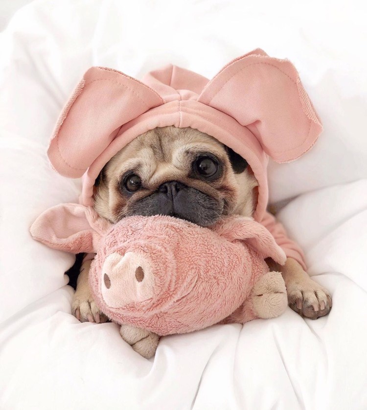 Мимимишные мопсы