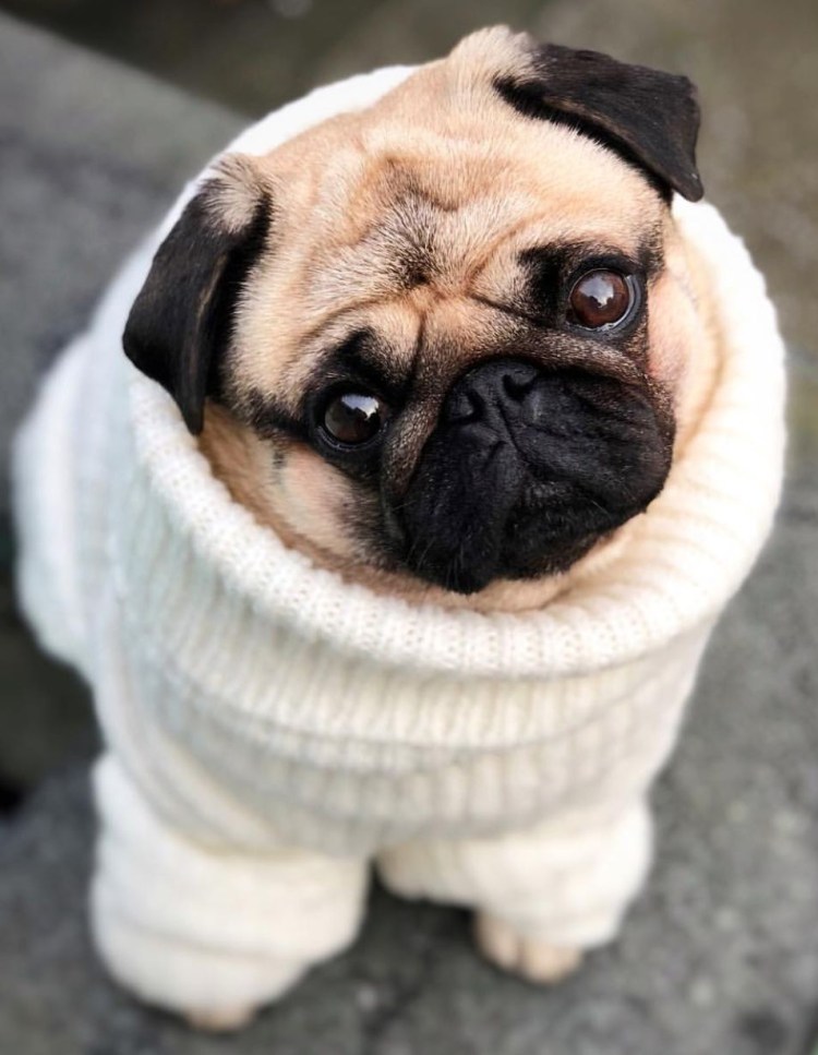 Pug Мопс