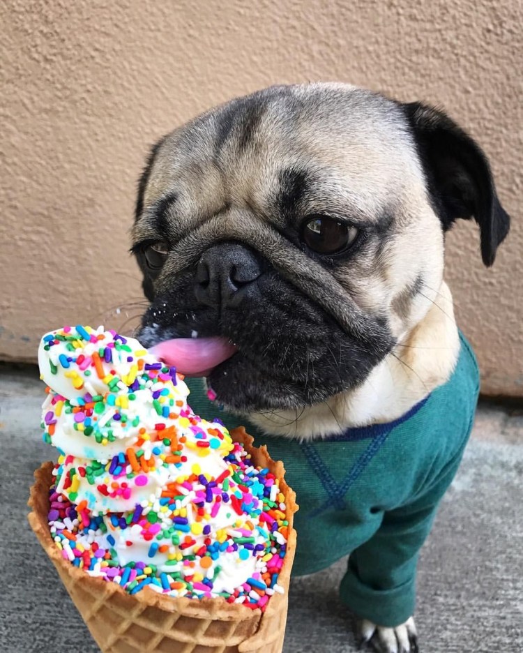 Карликовый Мопс