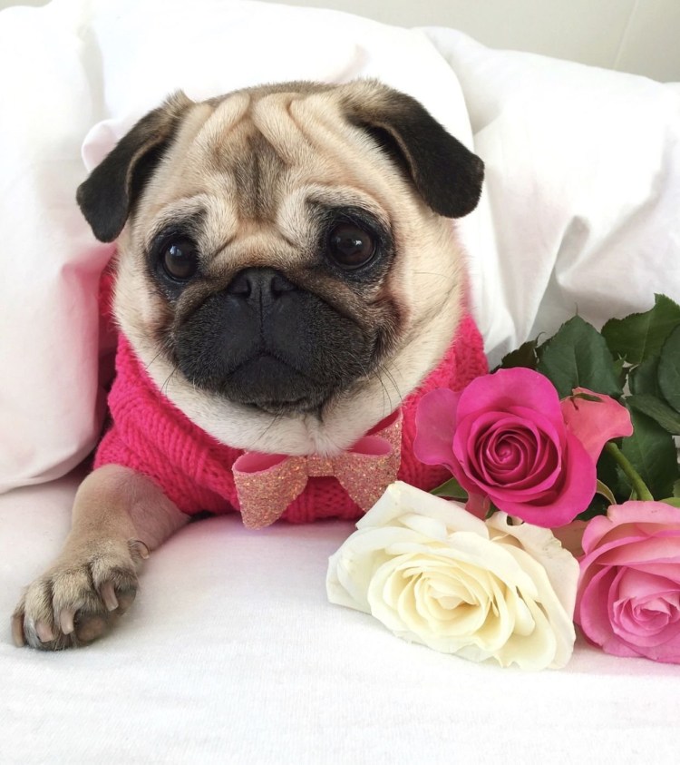 Собачка Мопс