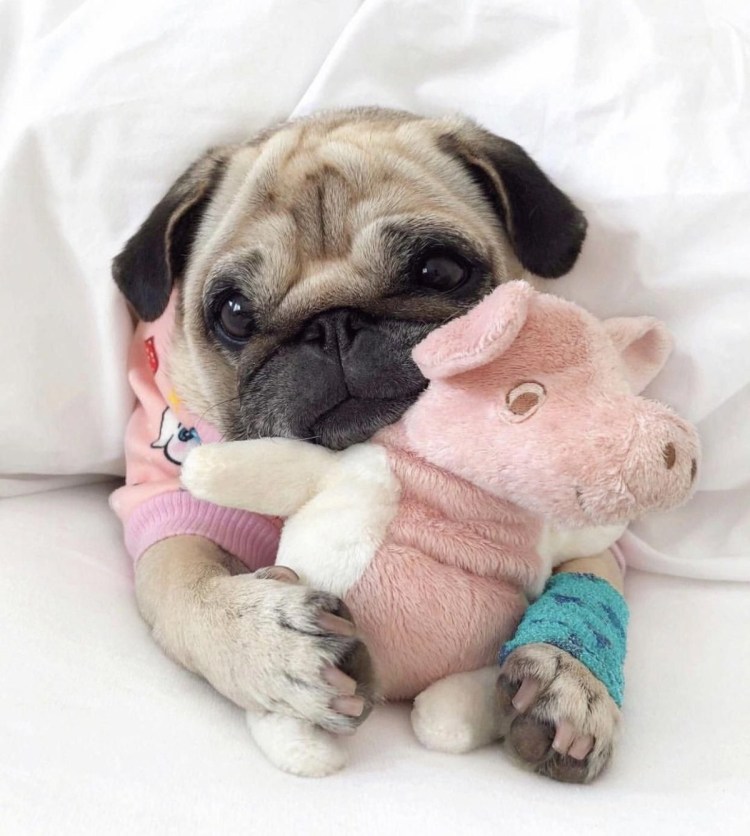 Мопсы и мопсики