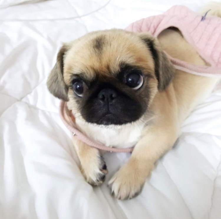 Мопсы и мопсики