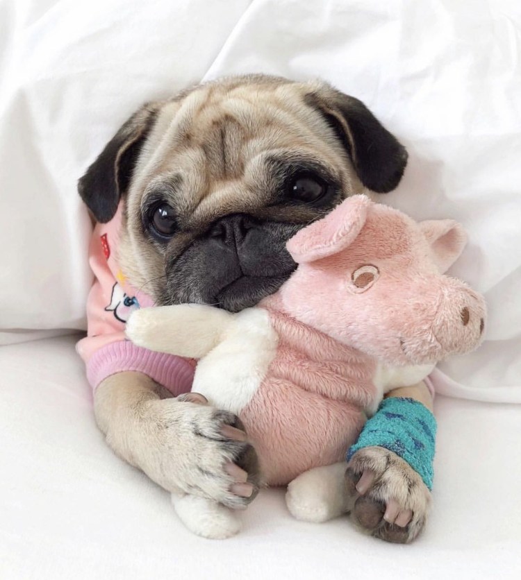 Няшные мопсы