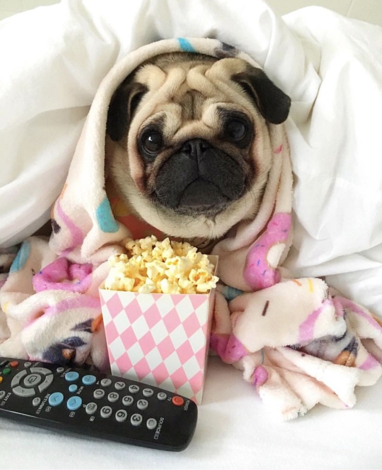 Мопсики щенки