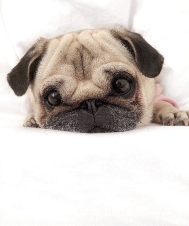 Мопс порода Мопс