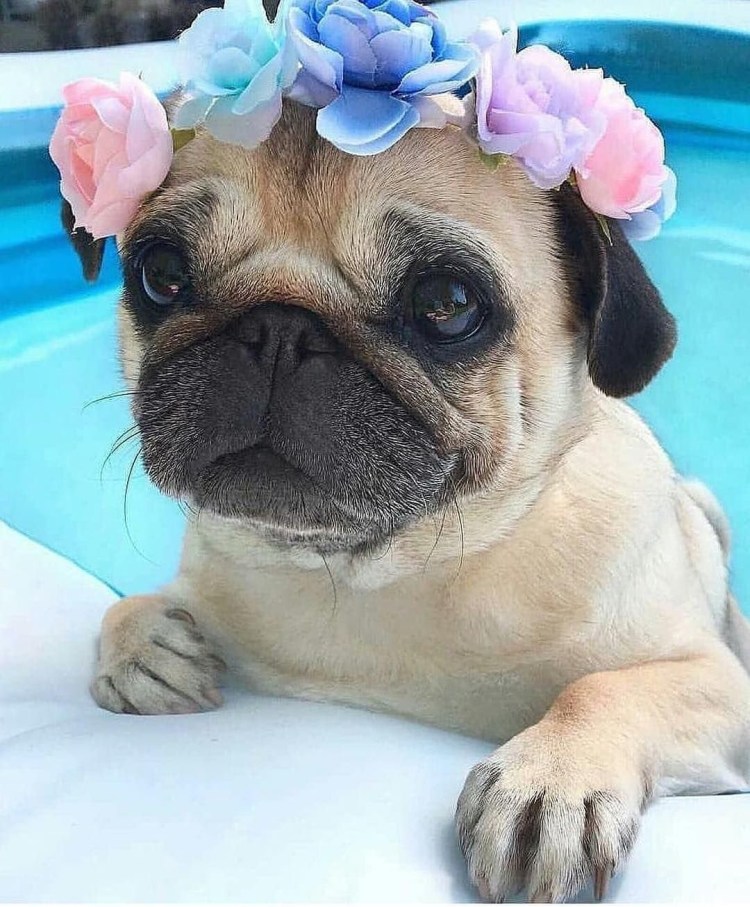 Мопс красивый