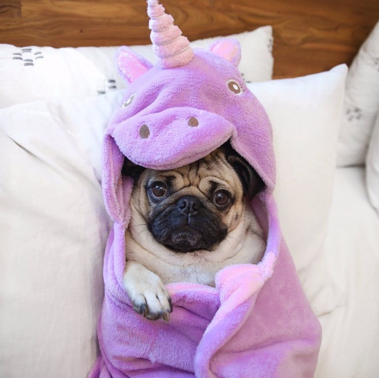 Мопс Бакс зум