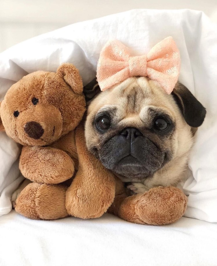 Мопсы в милых костюмчиках