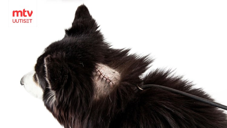 Стол для стерилизации кошек