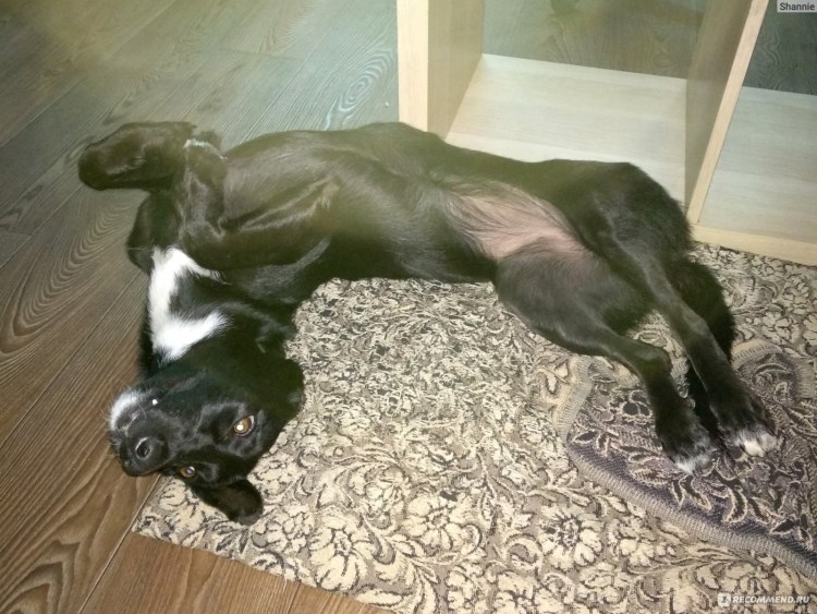 Шишка у кошки после стерилизации