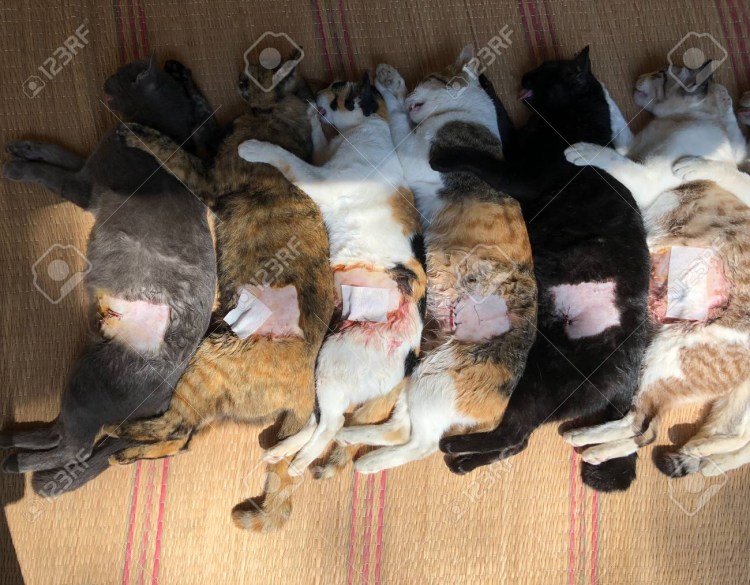 Овариогистерэктомия стерилизация овариогистерэктомия