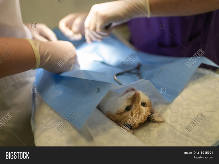 Шов у собаки после операции на животе