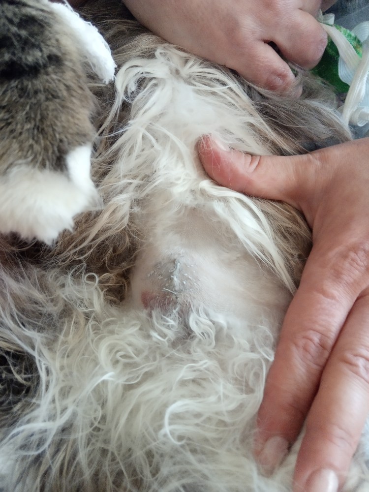 Стерилизация кошки шов