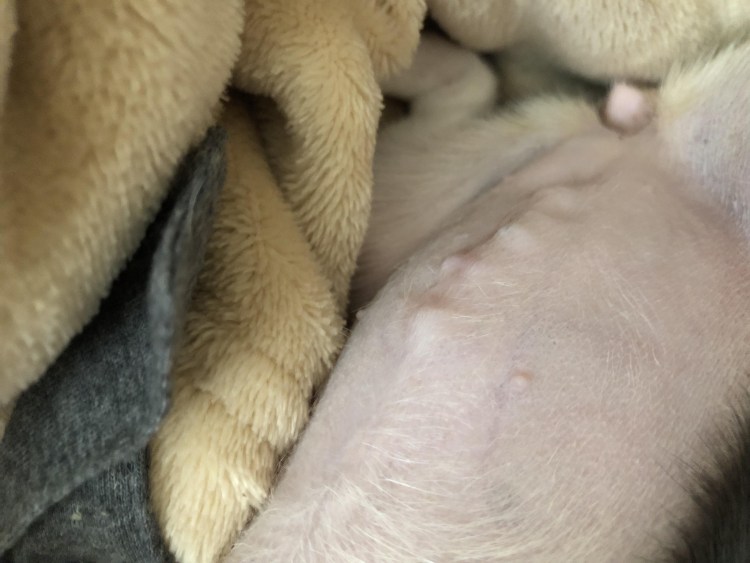 Собака после операция тпло