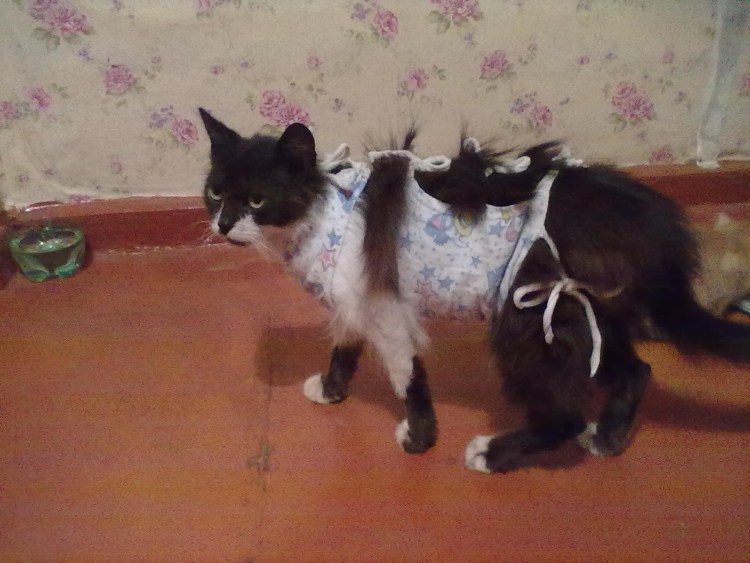 Хирургия домашних животных