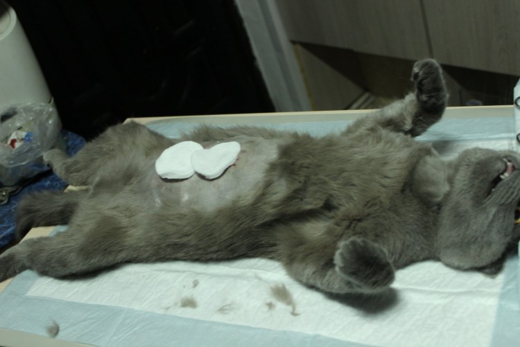 Лапароскопическая овариогистерэктомия