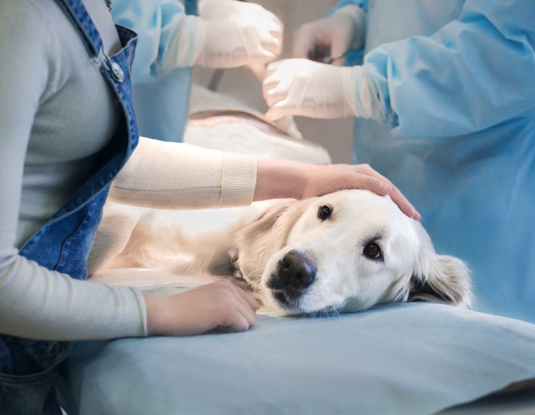 Кошка после стерилизации