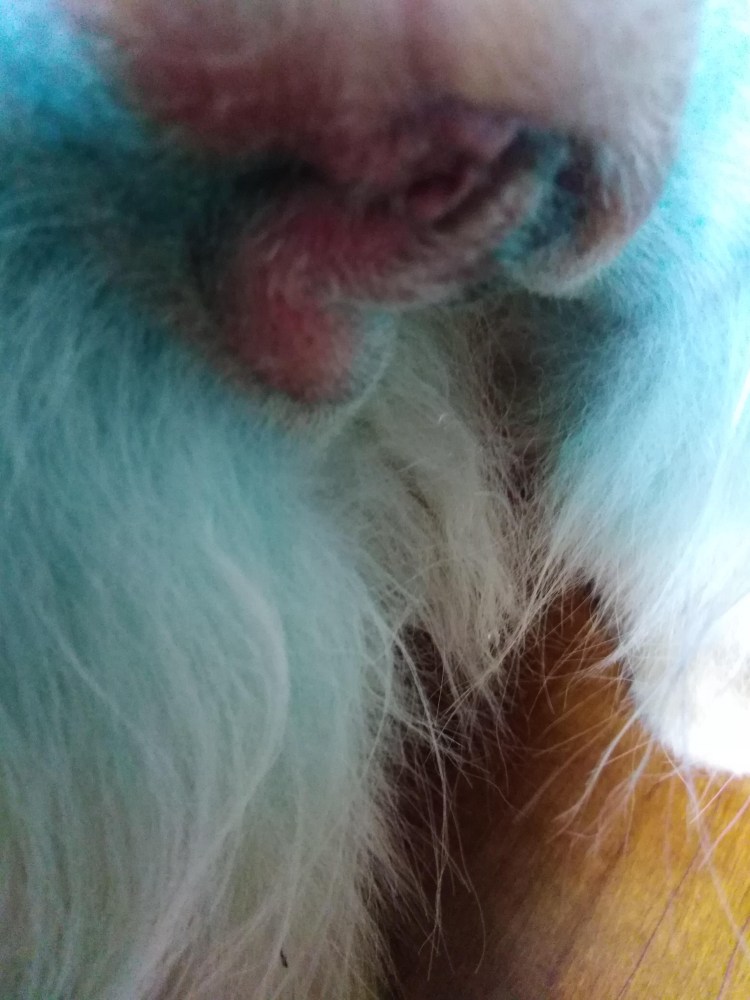 Стерилизация кошки без швов