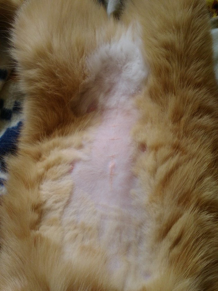 Стерилизация кошки шов