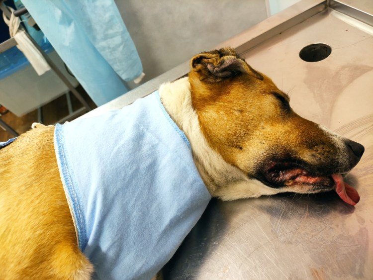 Кастрация котов схема операции