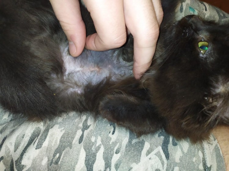 Пеленка для стерилизации кошки