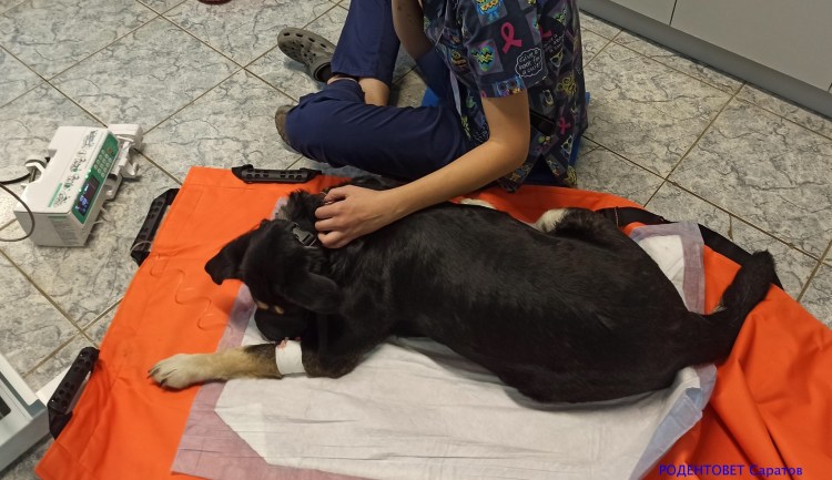 Попона после стерилизации