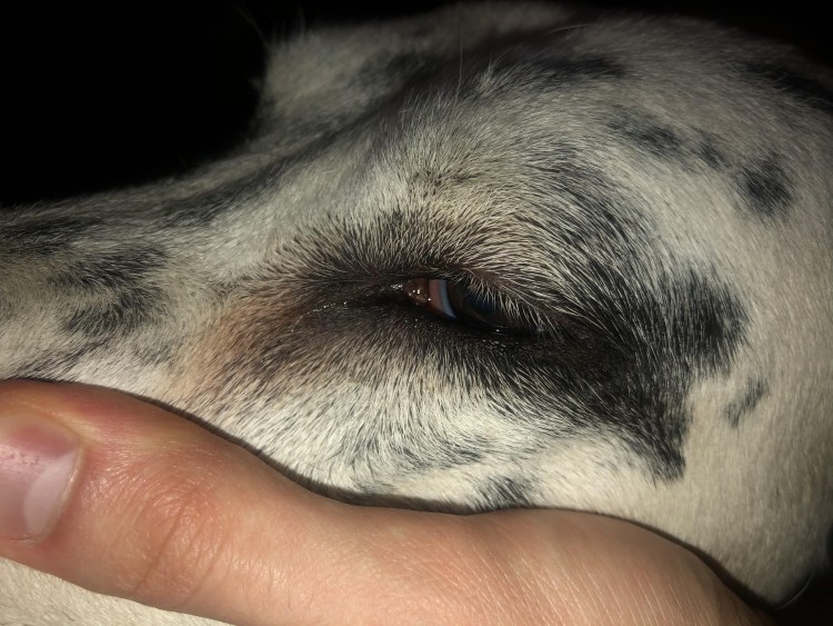 Стерилизация кошек Иваново