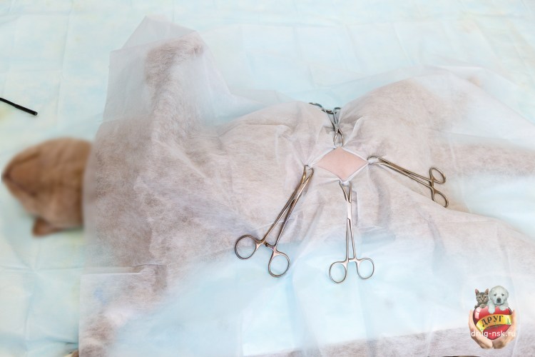 Щадящая стерилизация кошек
