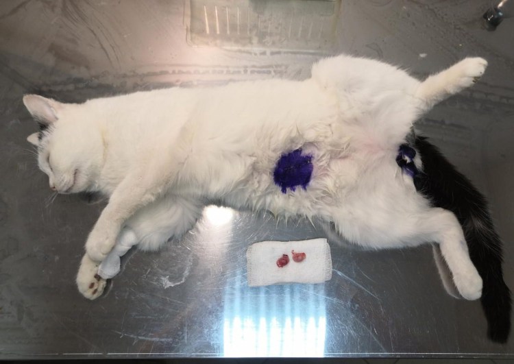 Шотландская вислоухая после стерилизации