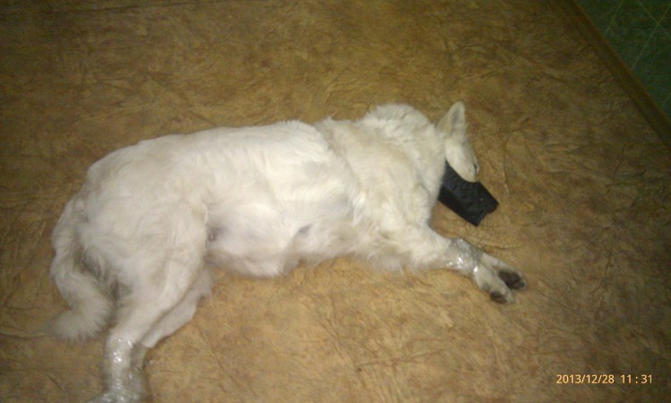 Стерилизация кошки шов