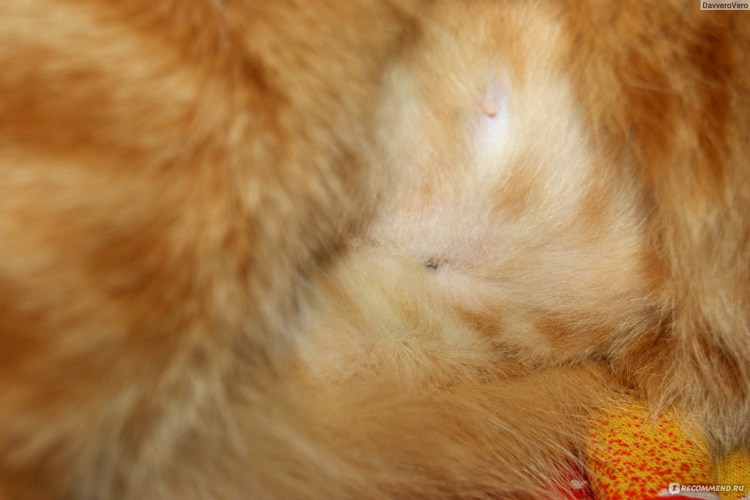 Разрез при стерилизации кошки