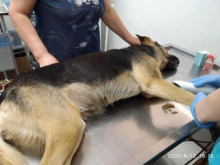 Послеоперационная серома у собаки