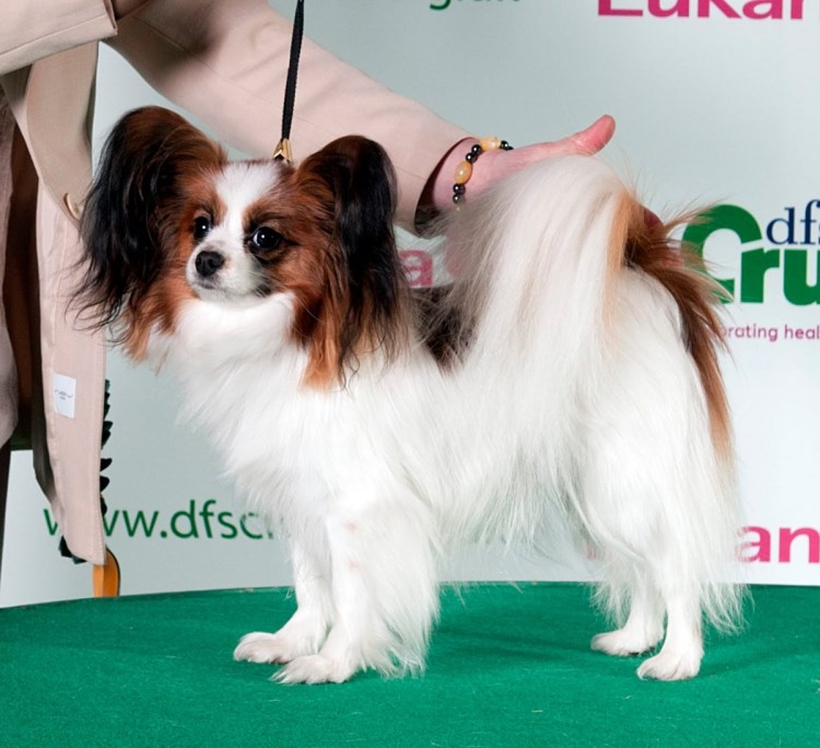 Лысый Папильон