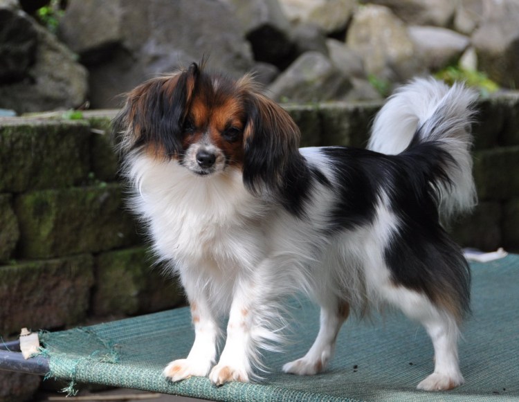 Папильон бабочка