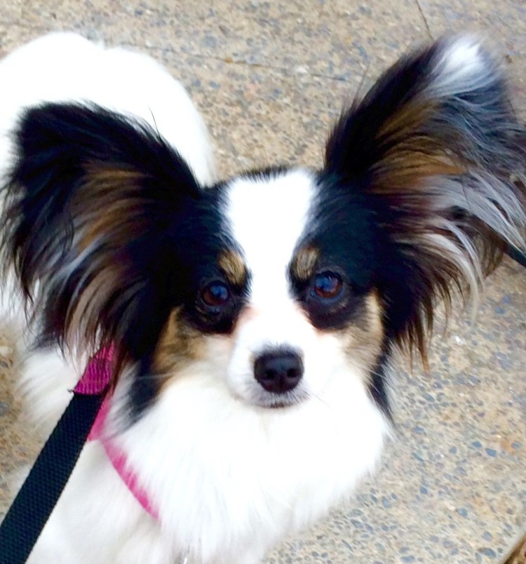 Японский Хин и Папильон