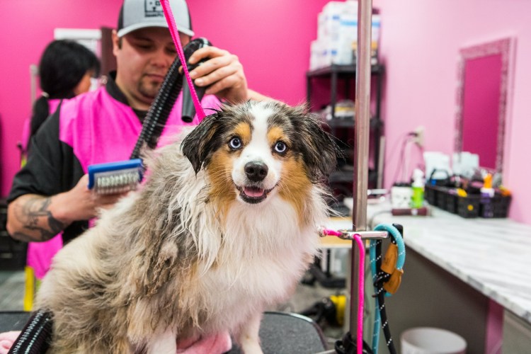 Папильон собака стриженная