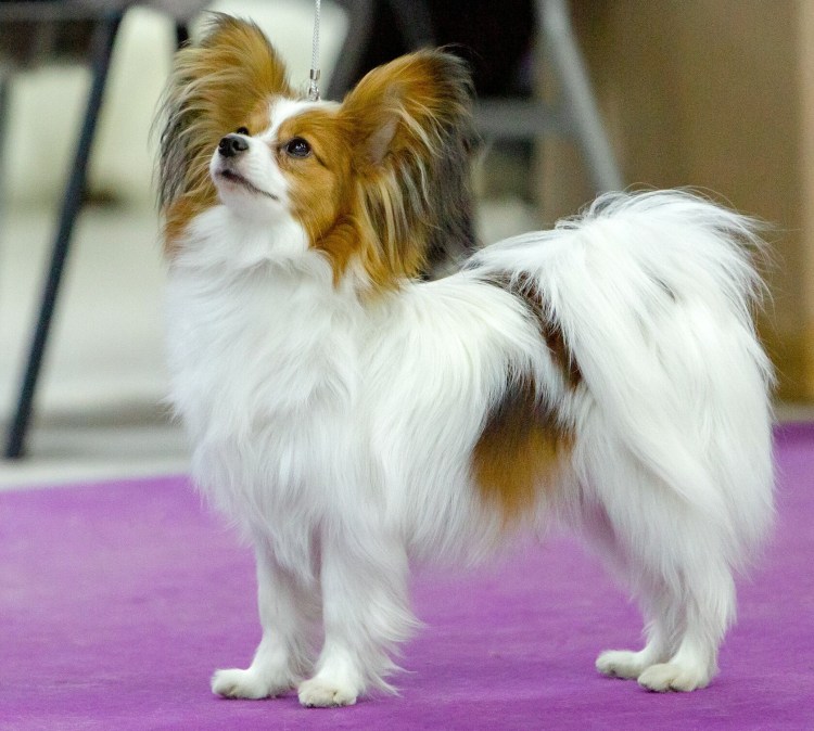 Фото чемпионов папийонов