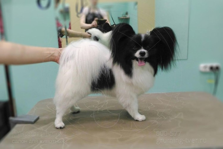 Папильон грумминг