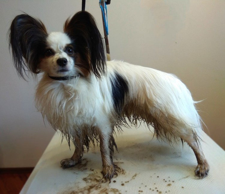 Груминг папийона