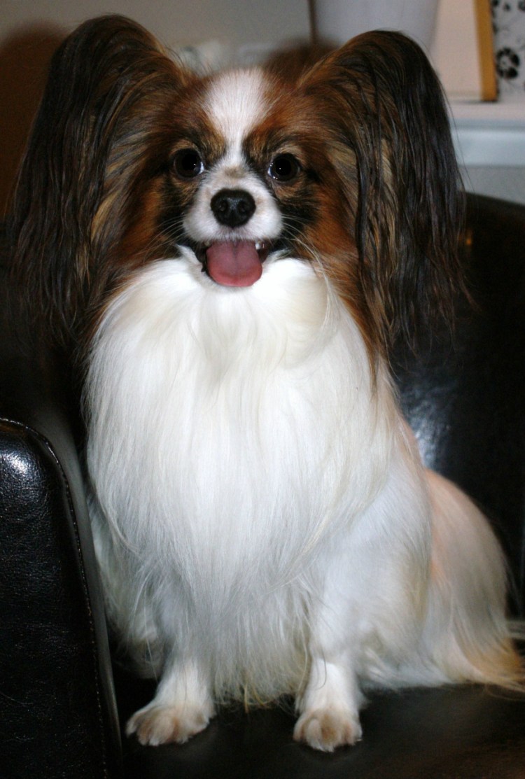 Tingate's Rock-n-Roll Папийон