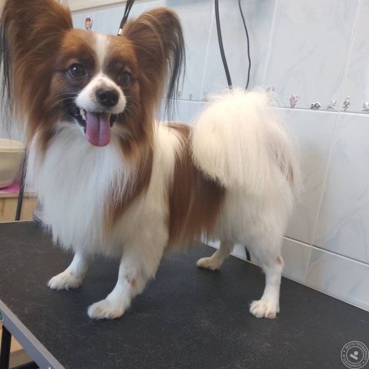 Грумминг папильона выставочный