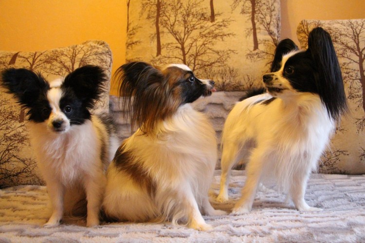 Маленькая собачка с длинной шерстью Папилон