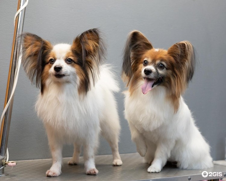 Папильон гипоаллергенные