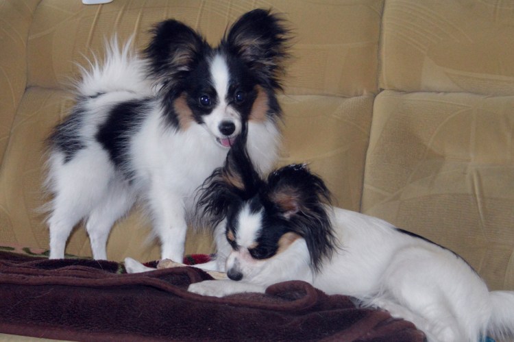 Болонка Папильон