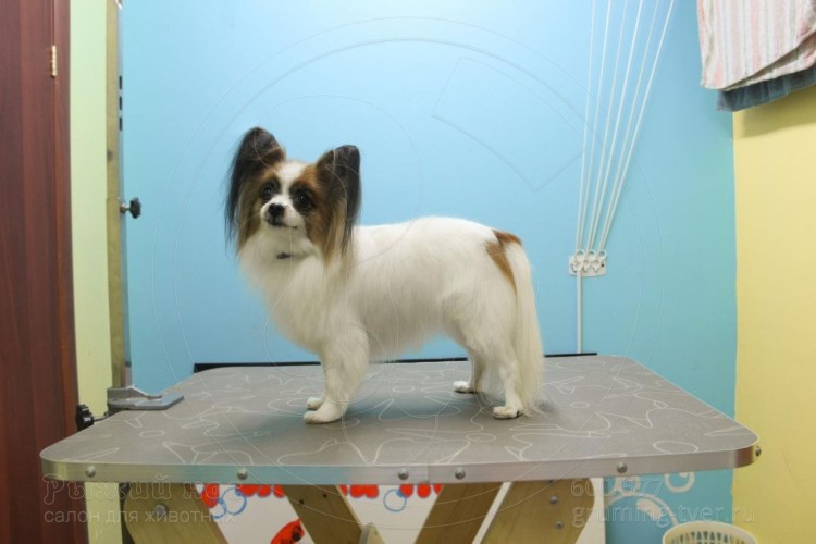 Папийон стрижка