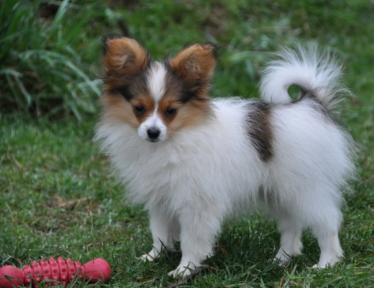 Папилон Матенро