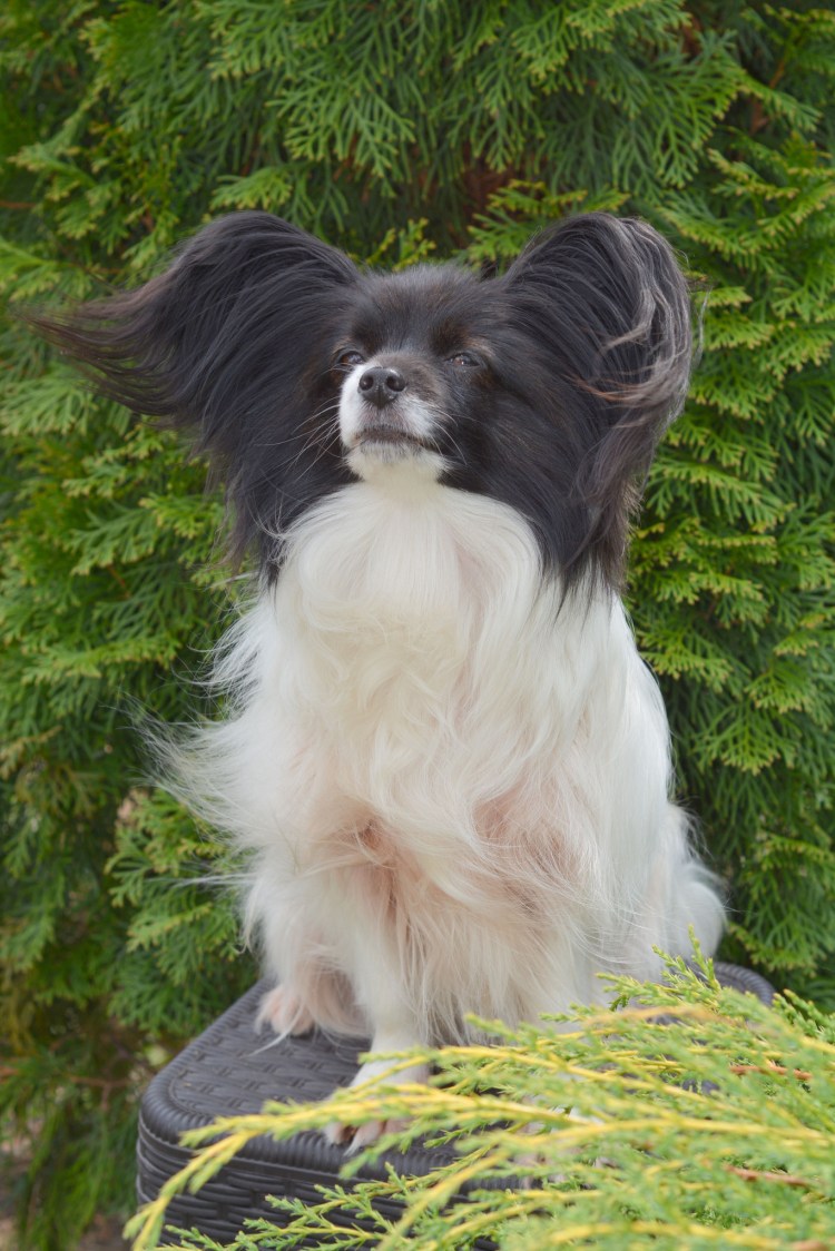 Жан Папильон