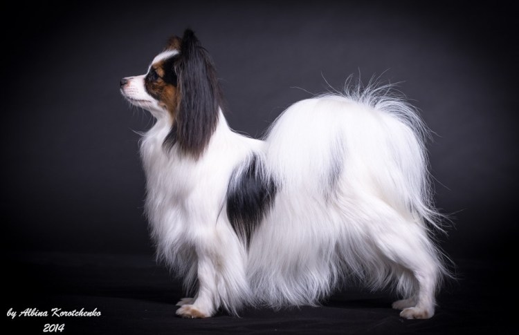 Папильон стойка